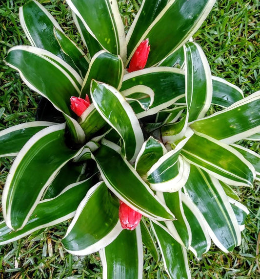 Billbergia pyramidalis marginata Plant