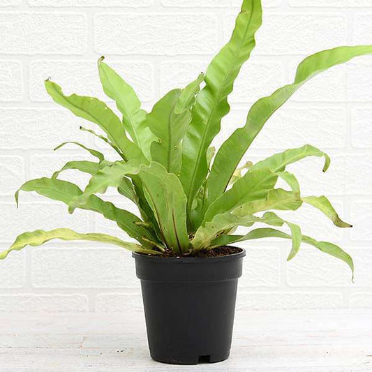 Bird Nest Fern Asplenium nidus Plant