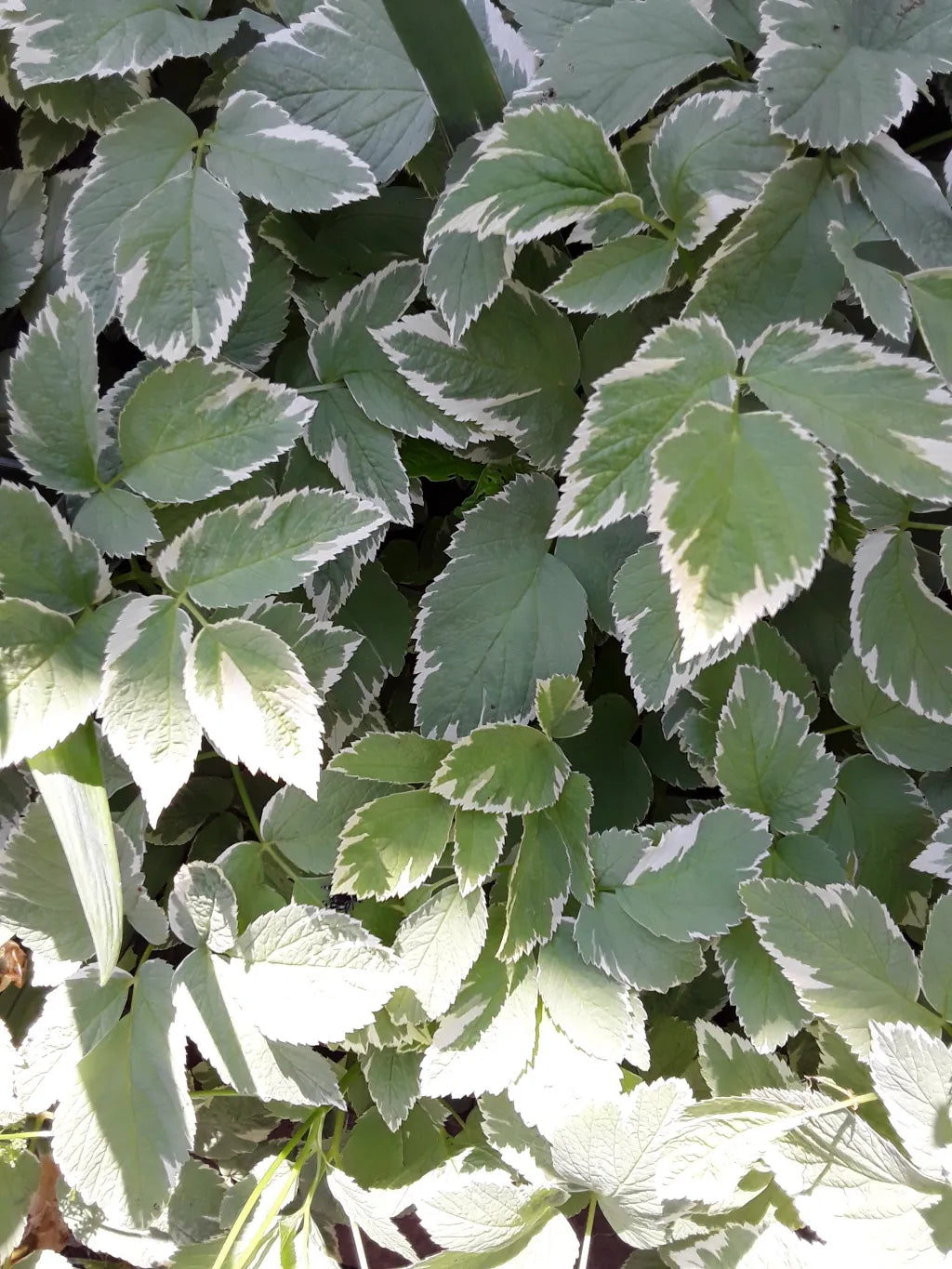 Bishop's weed Plant