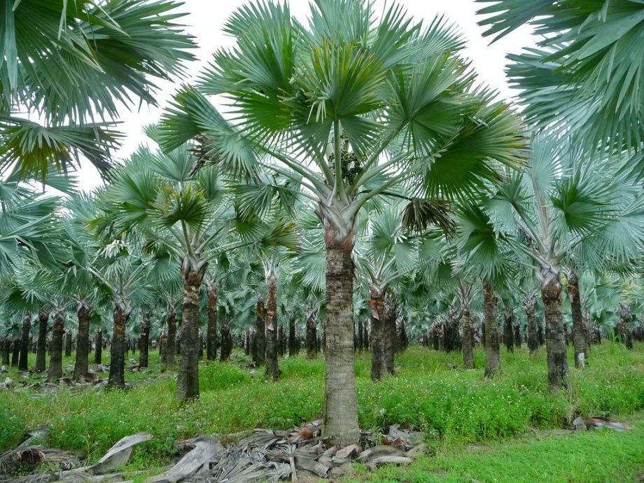 Bismarckia nobilis green form Plant