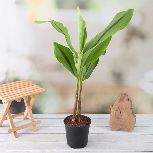 Black Turmeric or Black Haldi Plant