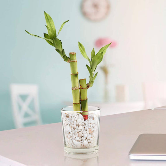 2 Lucky Bamboo Stalks (A Symbol of Love) - Plant