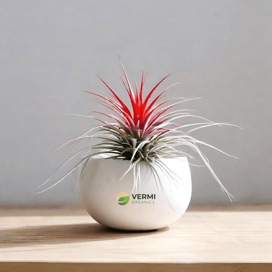 Air Plant, Tillandsia Ionantha Guatemala (Medium) - Plant