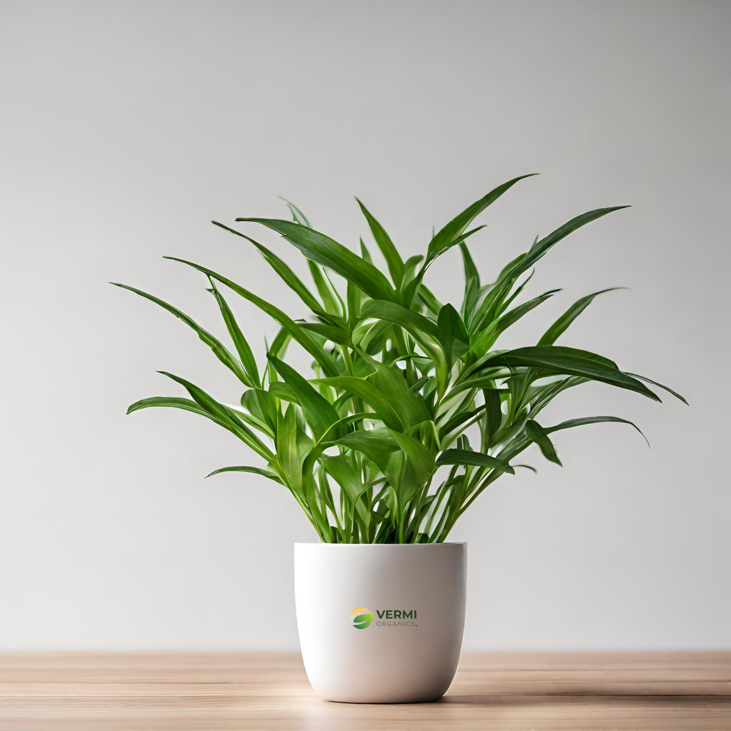 Pleomele Song of India (Green) Plant