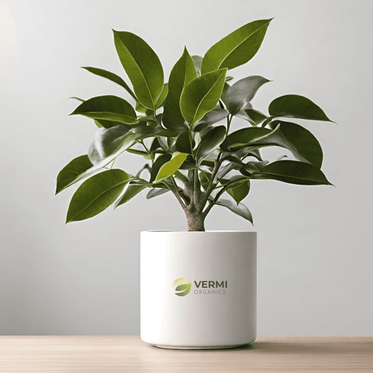 Citrus Medica - Plant