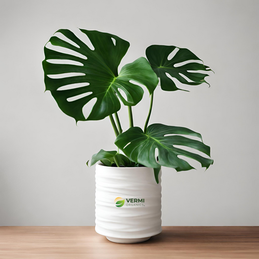 Monstera Pinnatipartita Plant