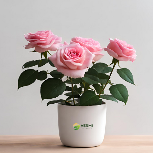 Rose (Pink) - Plant