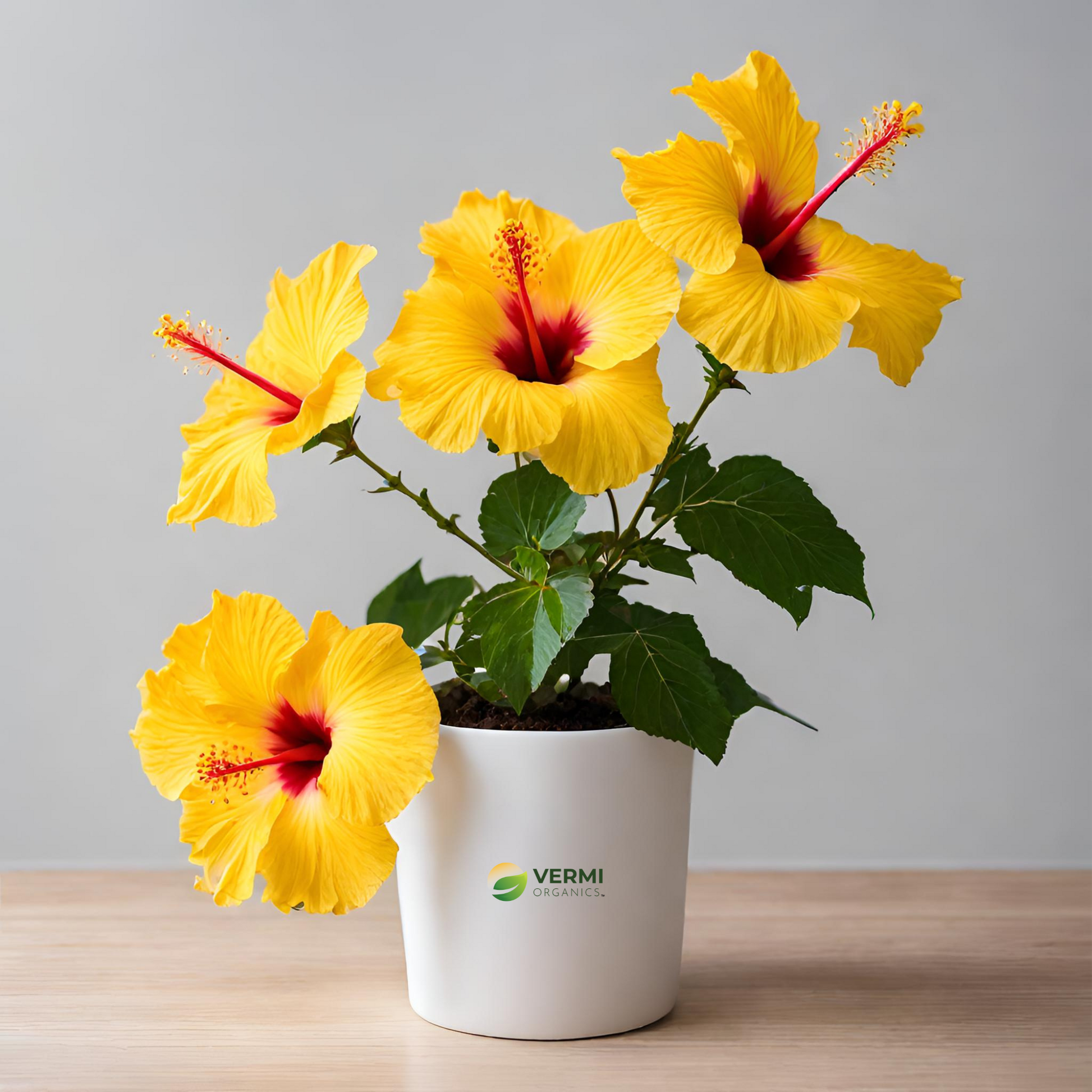 Hibiscus Gudhal Yellow Double Flower Plant