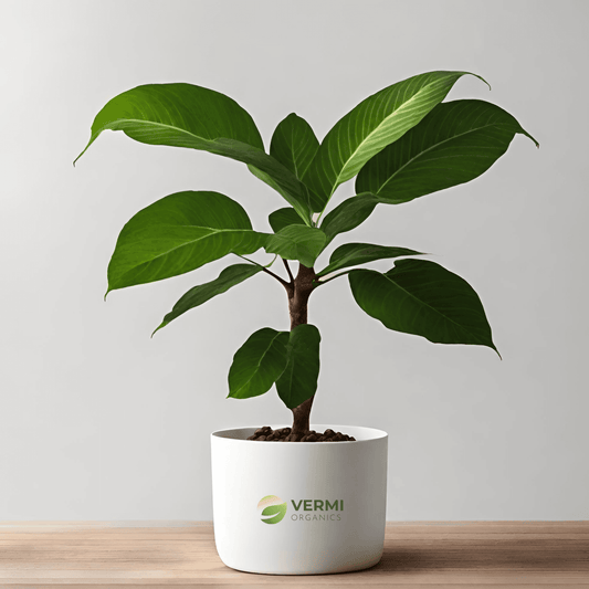 Cocoa Tree - Plant