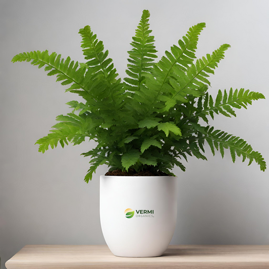 Polypodium species Plant