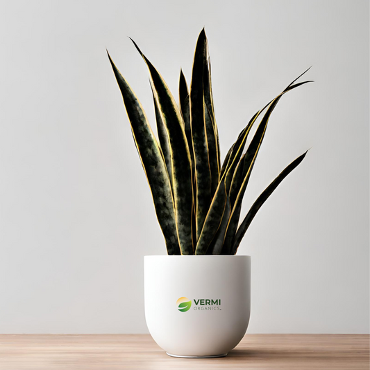 Snake Plant, Sansevieria trifasciata Black Gold - Succulent Plant