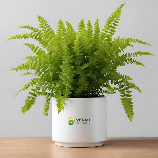 Lemon Button Fern Nephrolepis Plant