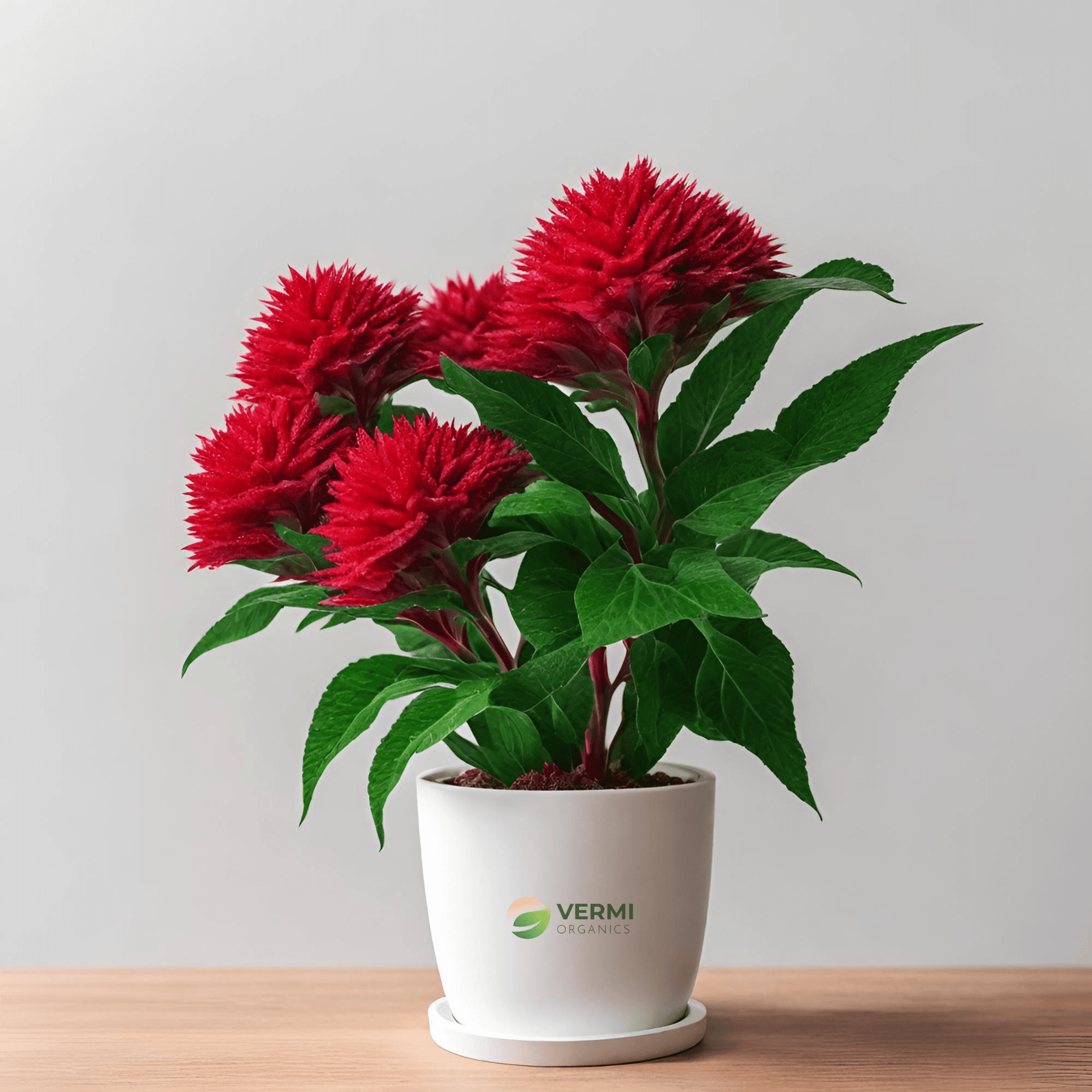 Celosia (Red) Plant