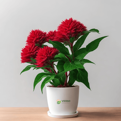 Celosia (Red) Plant