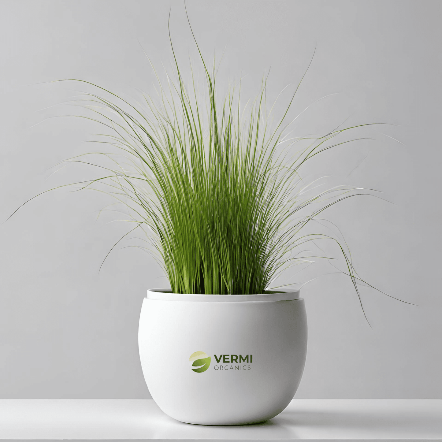 Acorus Grass Plant