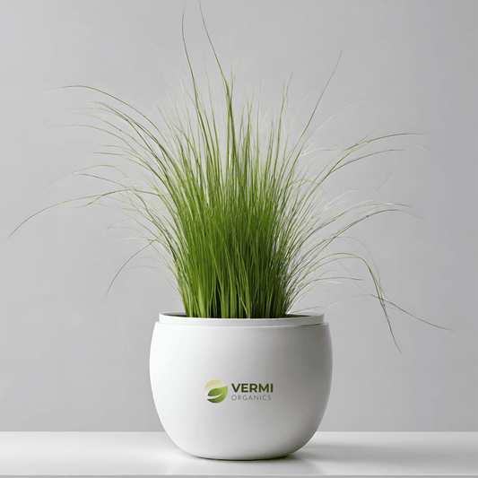 Acorus Grass Plant