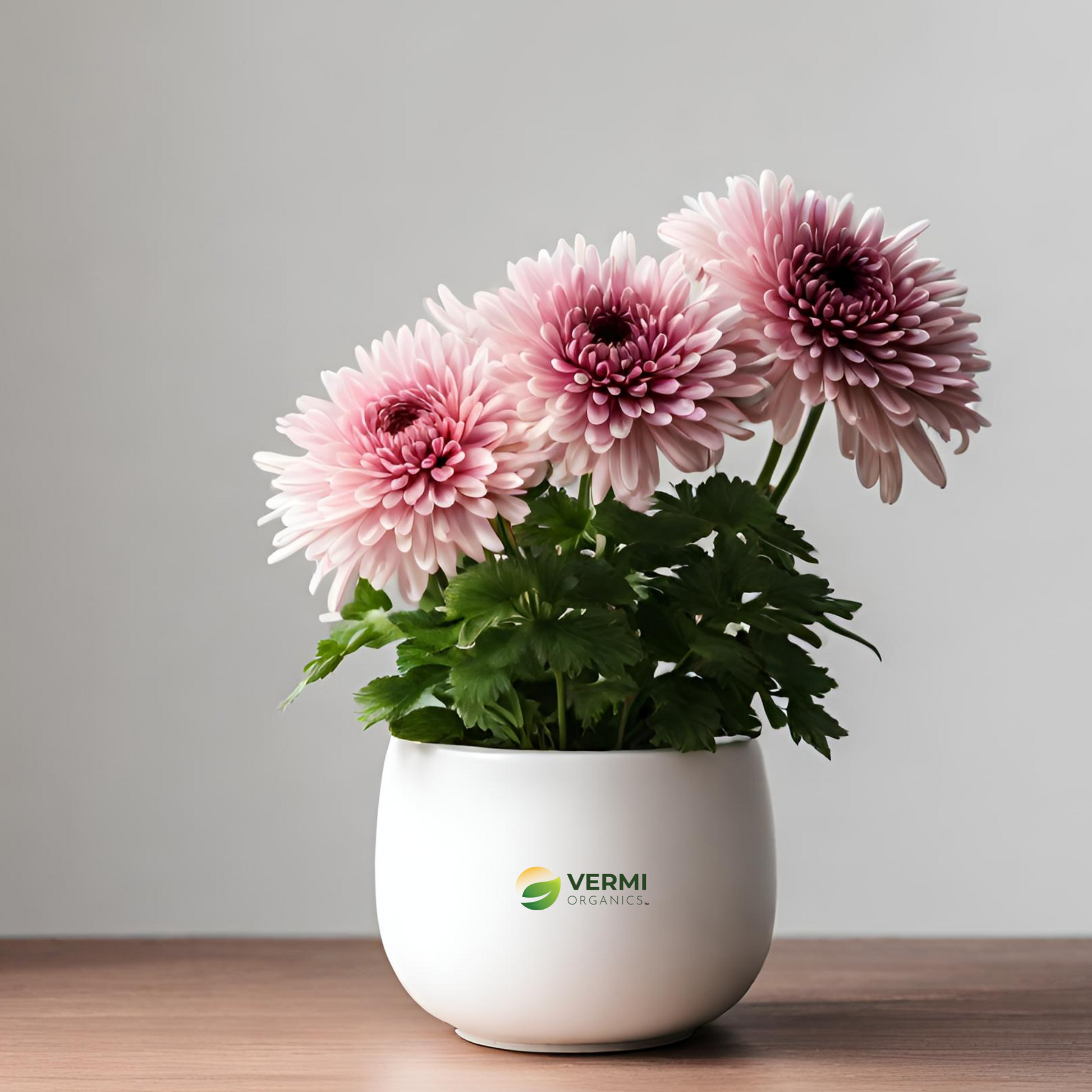 Shevanti Chrysanthemum (Wine Color) Plant