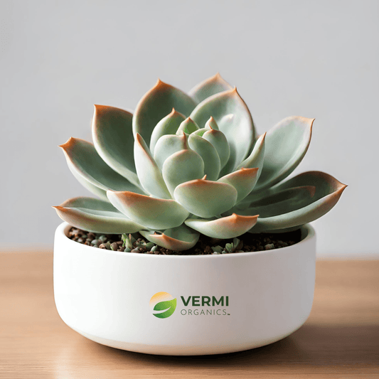 Echeveria Melaco Succulent Plant