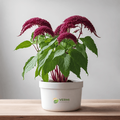 Amaranthus Caudatus Plant