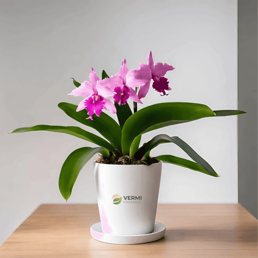 Cattleya Pink Hybrids Plant