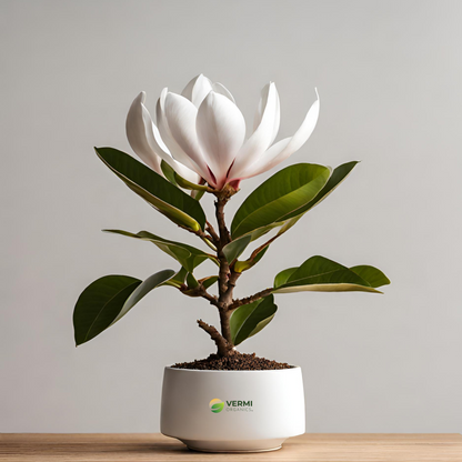 Kavati Chafa Magnolia liliifera Plant
