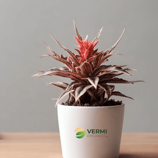 Cryptanthus Bivittatus Plant