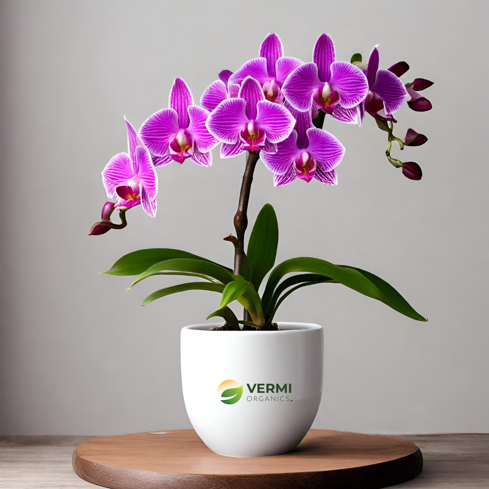 Buy Flower of Sikkim Dendrobium Orchid Plant- Vermi Organics