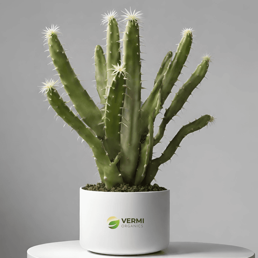 Acanthocereus Tetragonus Cactus Plant