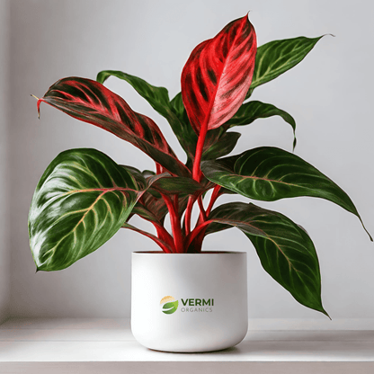 Aglaonema Widuri, Aglaonema Red Peacock - Plant