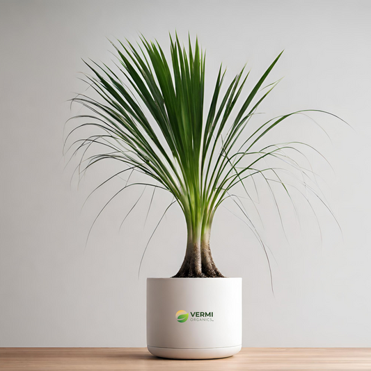 Pony Tail Palm, Beaucarnea Recurvata - Plant