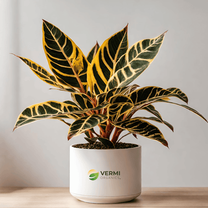 Croton Codiaeum (Gold Dust, Thin Leaves) Plant