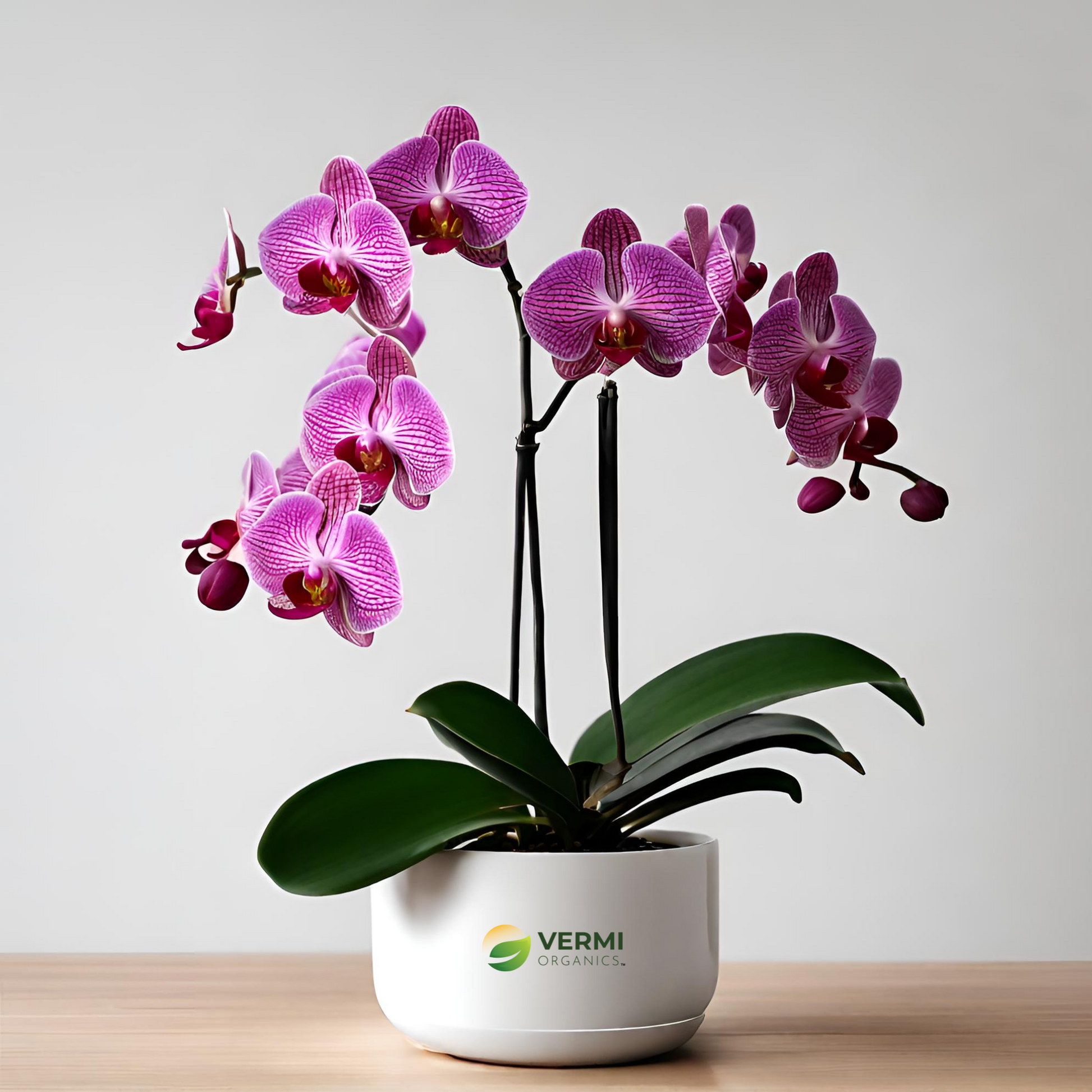 Phalaenopsis Orchid (Mature) Plant