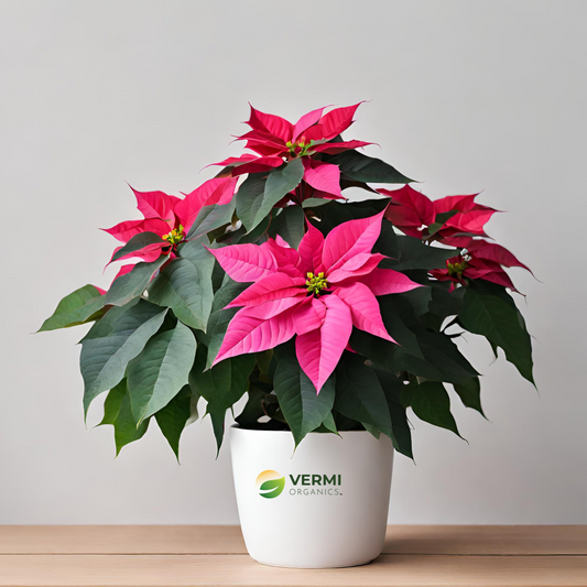 Poinsettia Christmas Flower (Pink) Plant