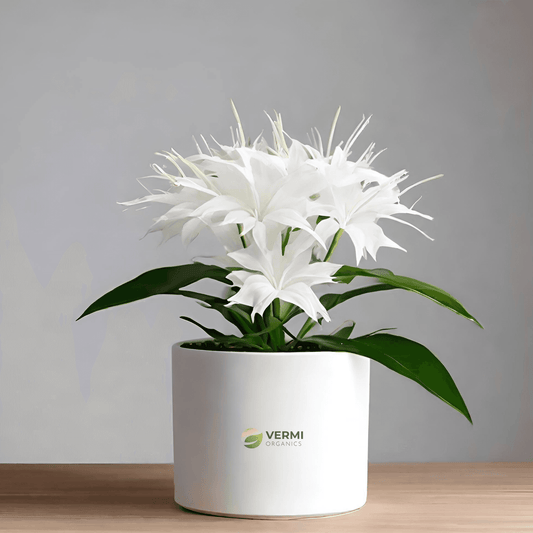 Cattaleya White Hybrid Plant