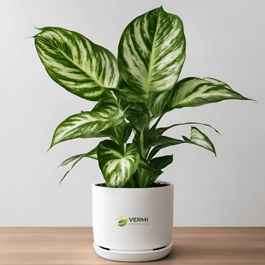 Dieffenbachia Camilla Plant