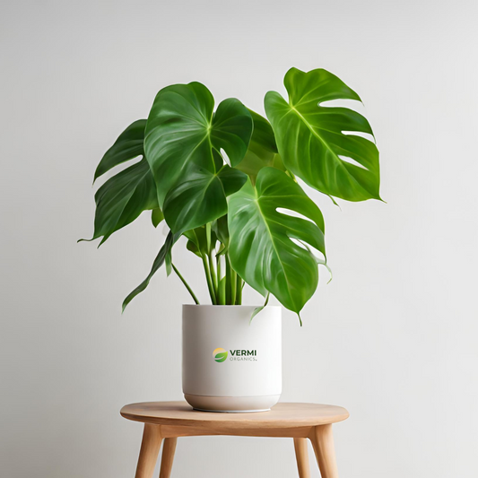 Philodendron xanadu Green Plant