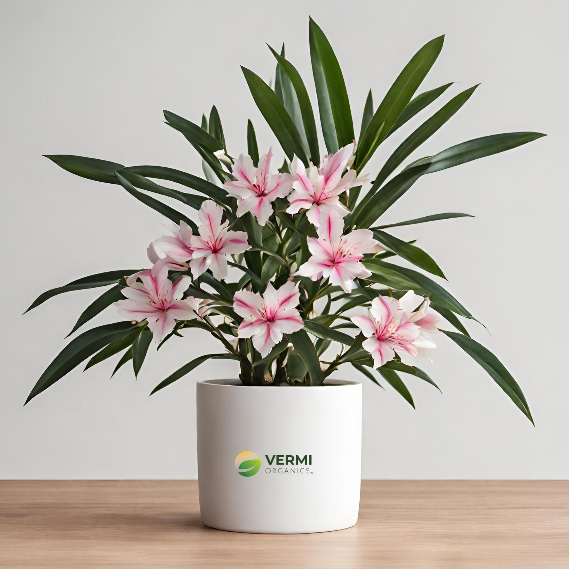 Kaner Nerium Oleander (Variegated) Plant