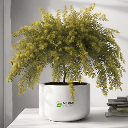 Acacia Ferruginea Plant