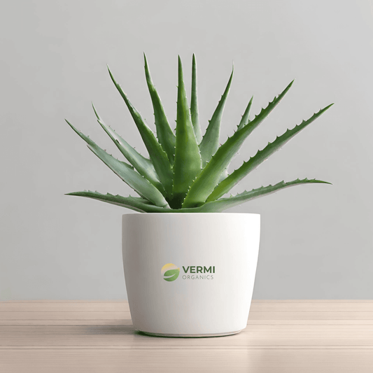 Aloe Barbadensis Vera Succulent Plant