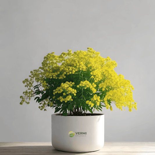 Cassia Fistula, Golden Shower Tree, Bahava - Plant