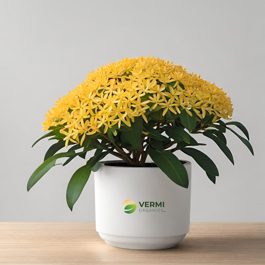 Ixora Long Singapuri (Yellow) Plant