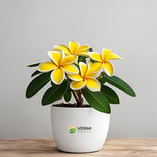 Plumeria Champa (Yellow) Plant