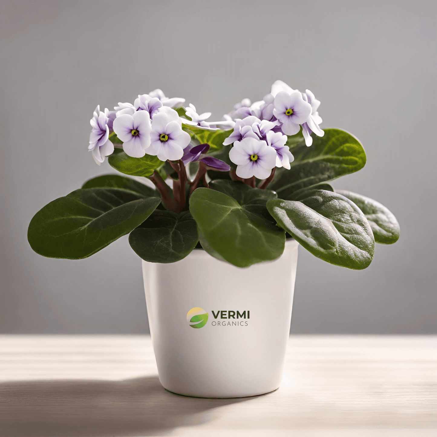 African Violets (White) - Plant