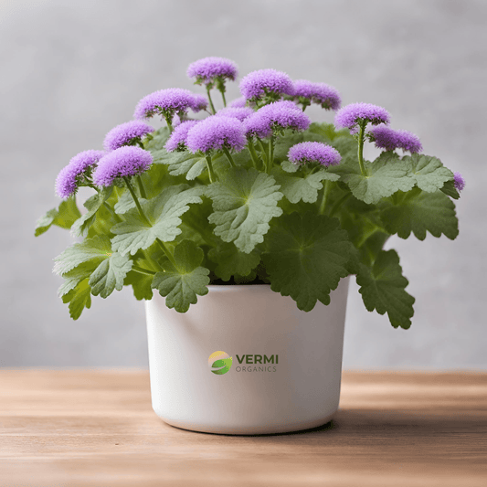 Ageratum Houstonianum Plant