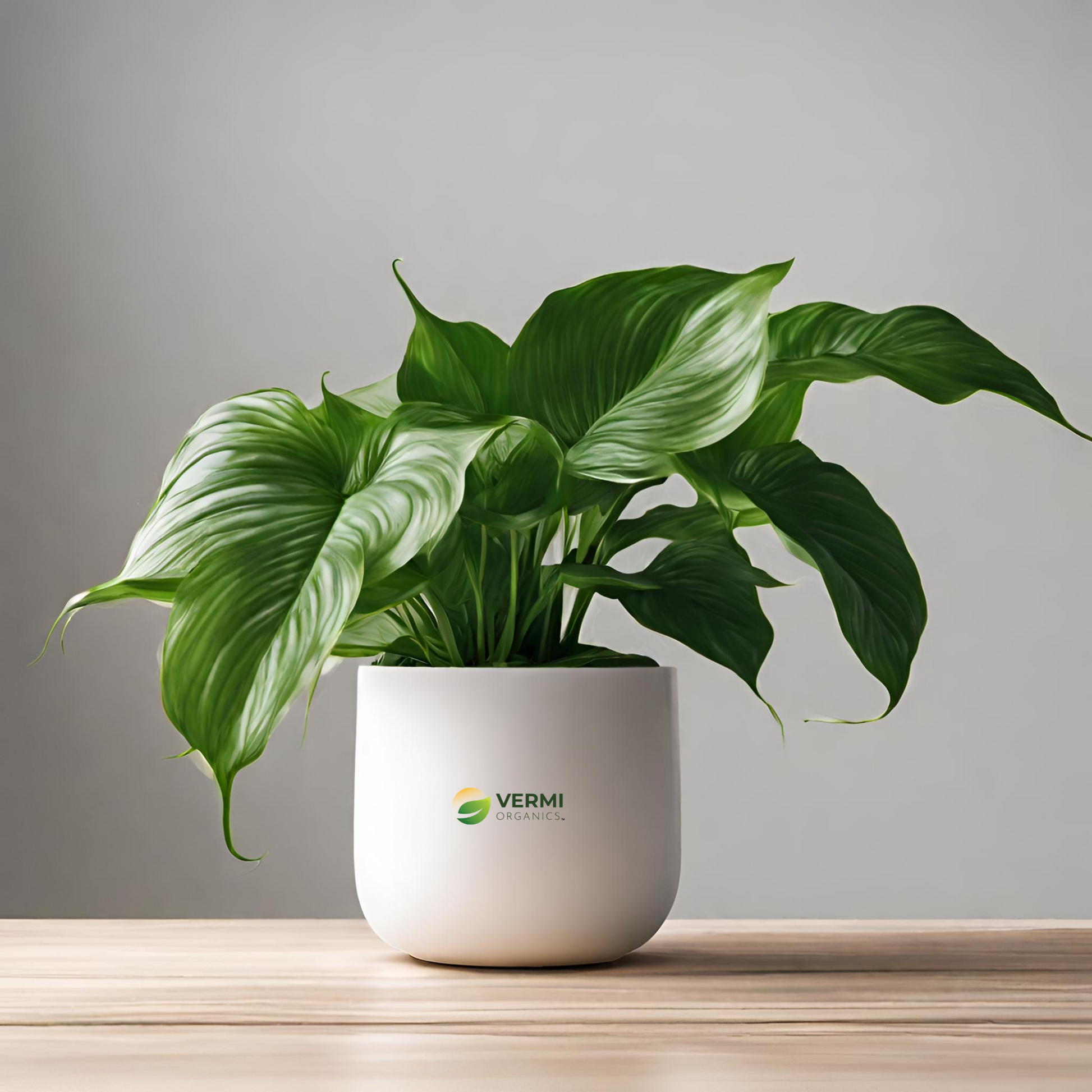 Peace Lily Spathiphyllum (Golden) Plant