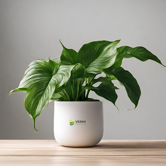 Peace Lily, Spathiphyllum (Golden) - Plant