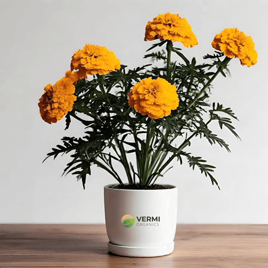 African Marigold (Yellow) Plant