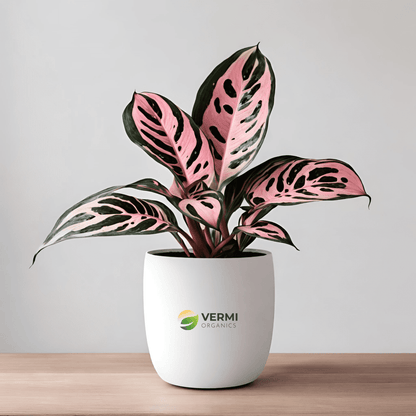 Aglaonema Pink Dalmatian - Plant