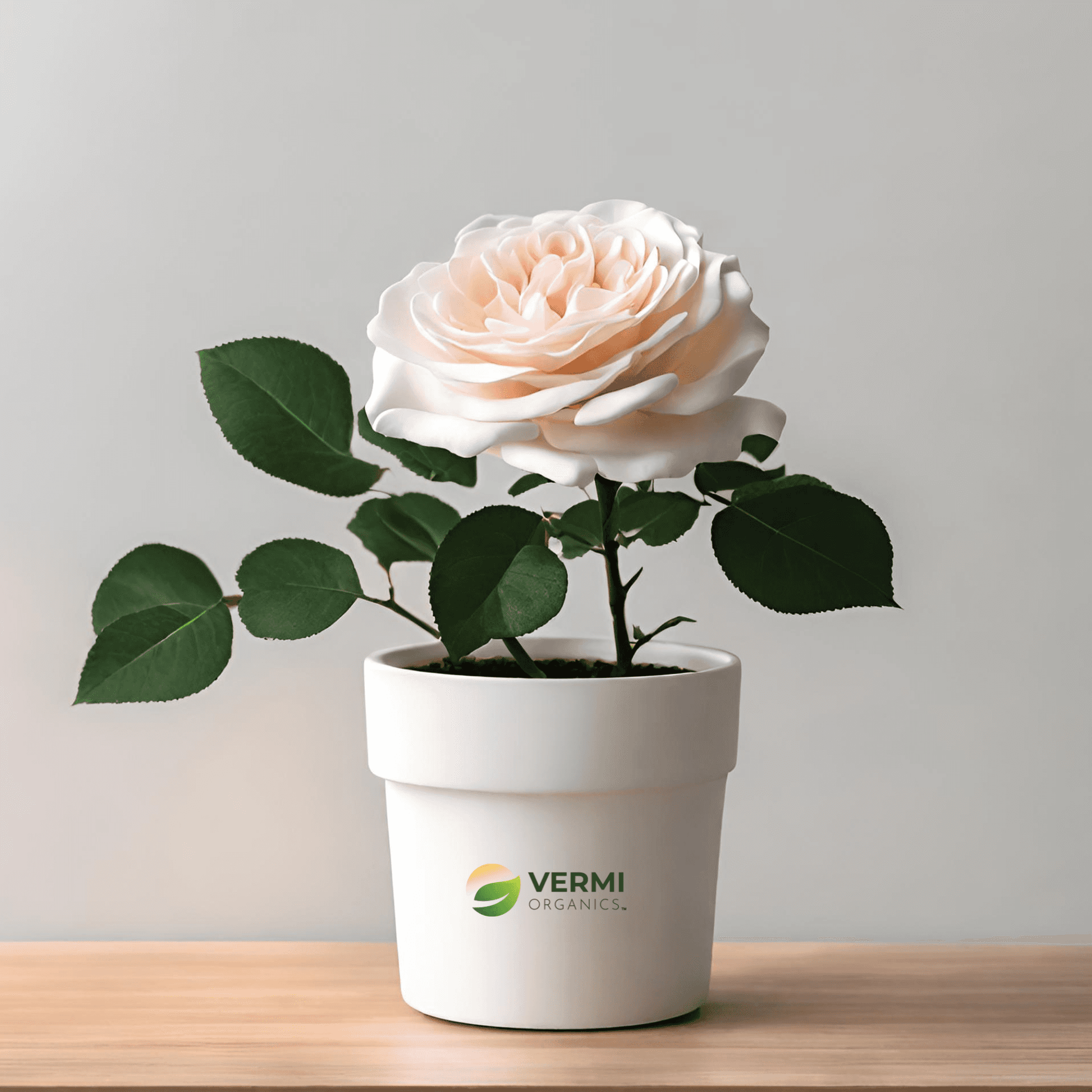 English Rose (Any Color) Plant