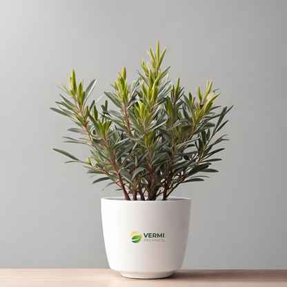 Melaleuca leucadendron Plant